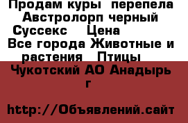 Продам куры, перепела. Австролорп черный. Суссекс. › Цена ­ 1 500 - Все города Животные и растения » Птицы   . Чукотский АО,Анадырь г.